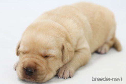 成約済の神奈川県のラブラドールレトリーバー-313747の5枚目